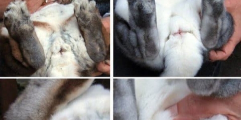 Kako se brinuti za ukrasnog zeca i kako mu pravilno rezati nokte